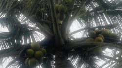 Harga Kelapa Tinggi, Kopra Melambung